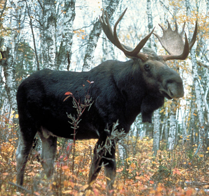 Taming the Moose: Picking the best way to subclass Perl methods